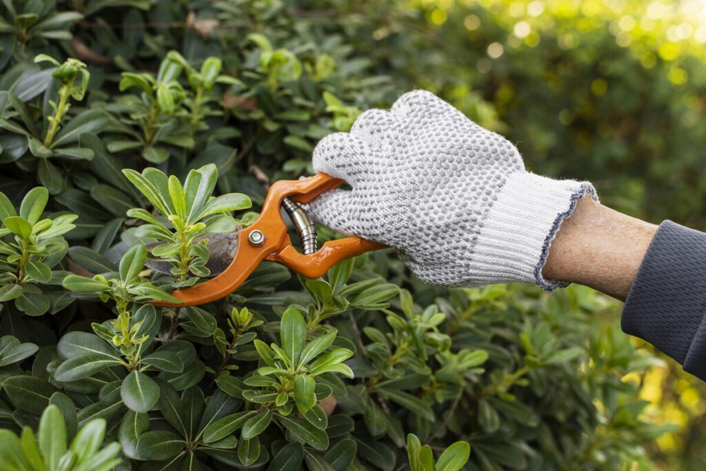 Cómo realizar la poda de plantas en mayo: consejos prácticos