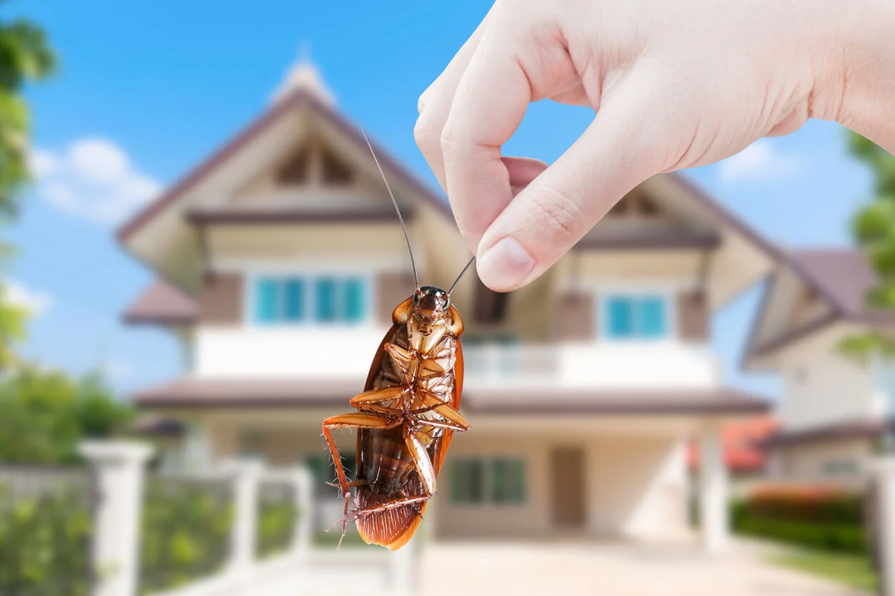 ¡Cuidado! Con la llegada del calor, también llegan las plagas a tu hogar