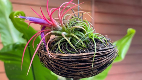 ¿Qué son las plantas de aire y cómo debes cuidarlas?