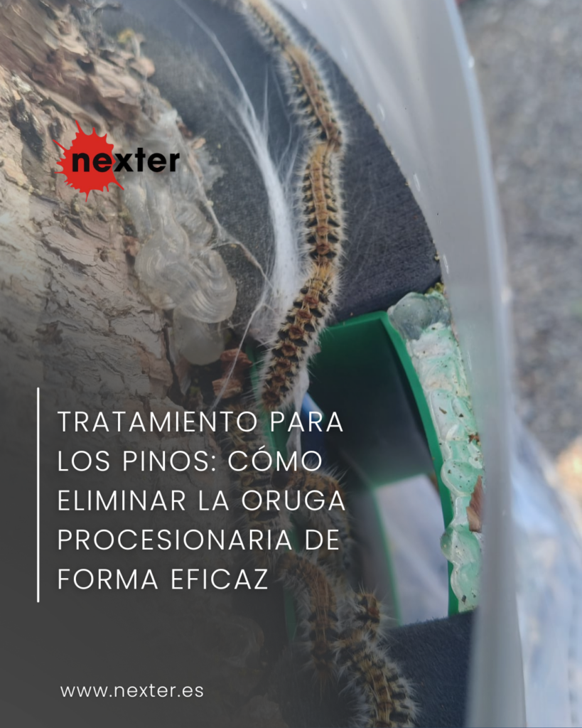 Tratamiento para los pinos: cómo eliminar la oruga procesionaria de forma eficaz