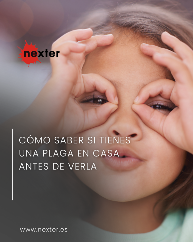Cómo saber si tienes una plaga en casa antes de verla